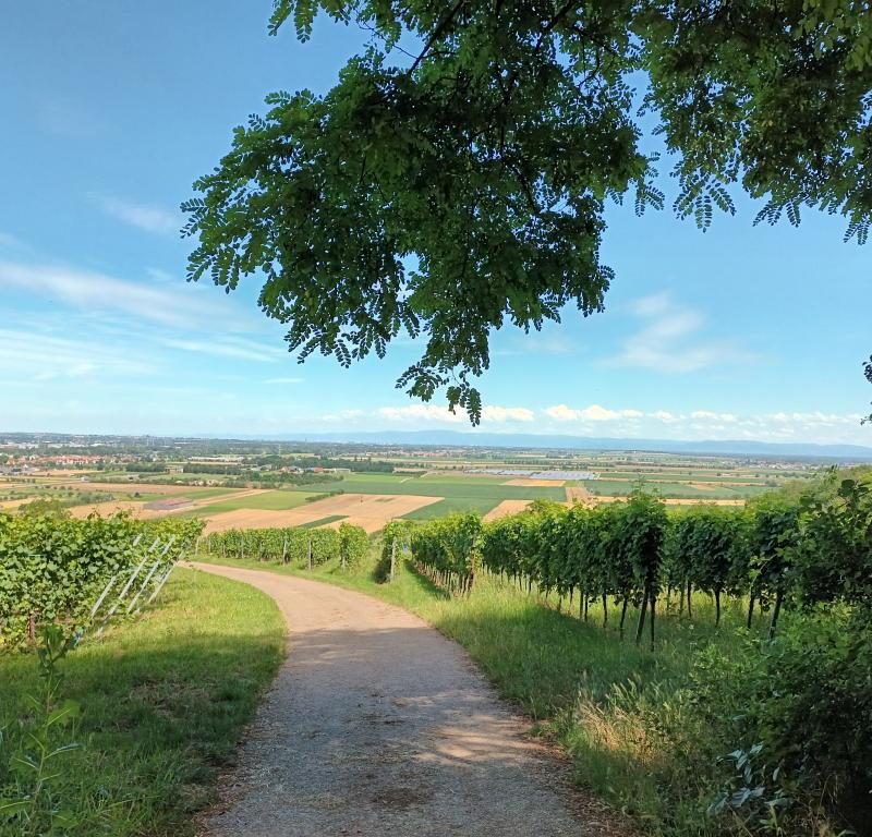 Forêt Sanctuaire Dorlisheim vue vers Strasbourg