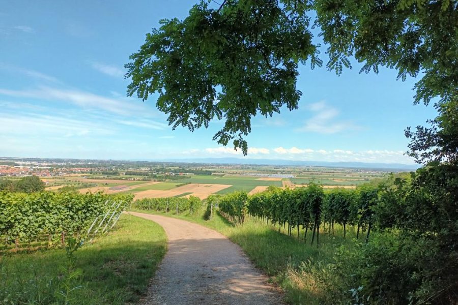 Forêt Sanctuaire Dorlisheim vue vers Strasbourg