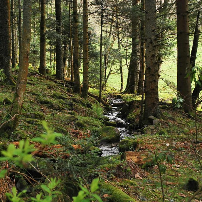 Forêt de Täuferwald – illustration