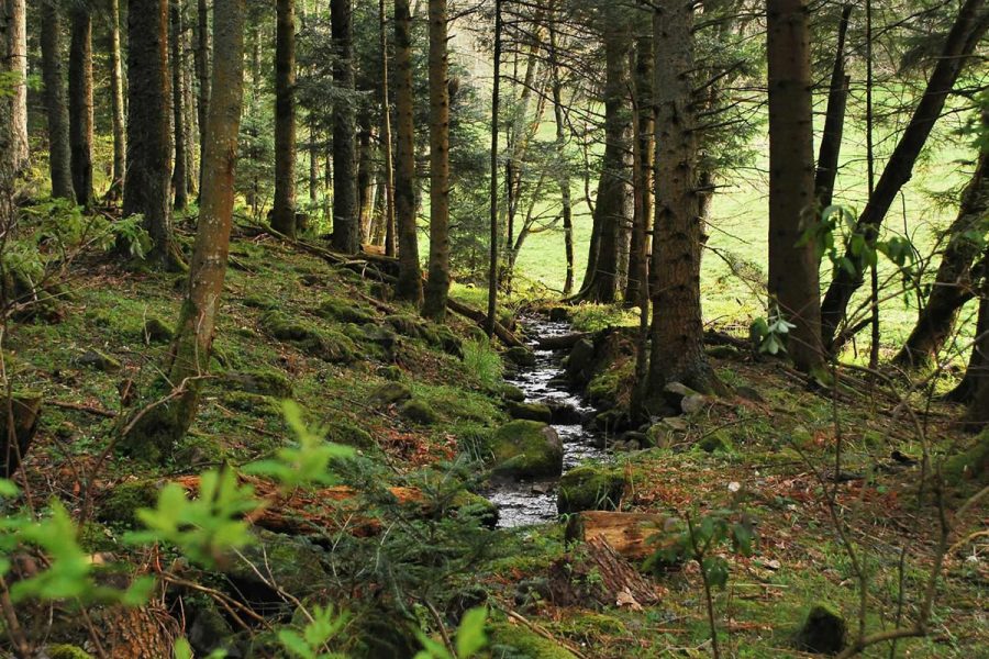 Forêt de Täuferwald – illustration
