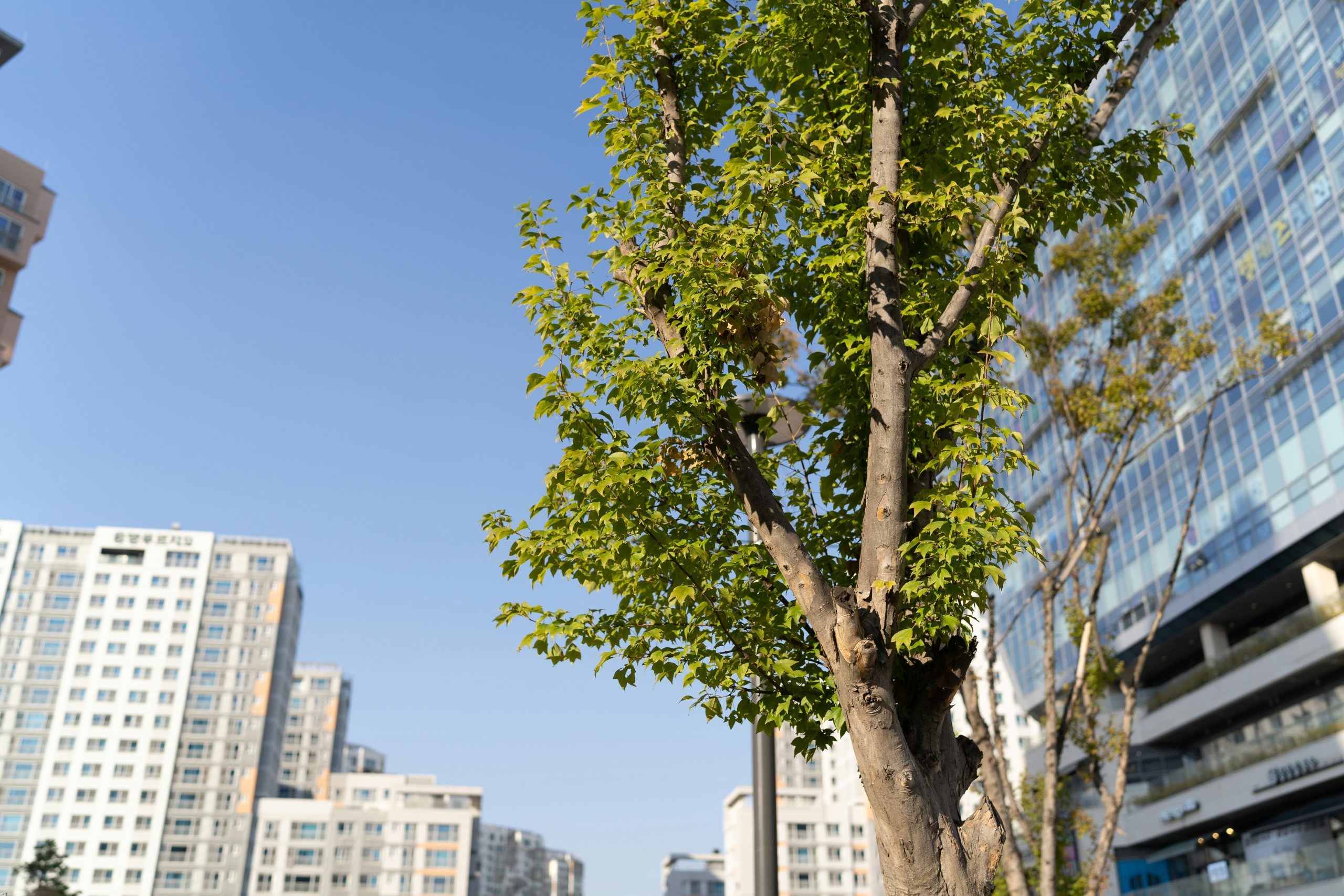 Arbres en ville : et si on changeait de regard ?