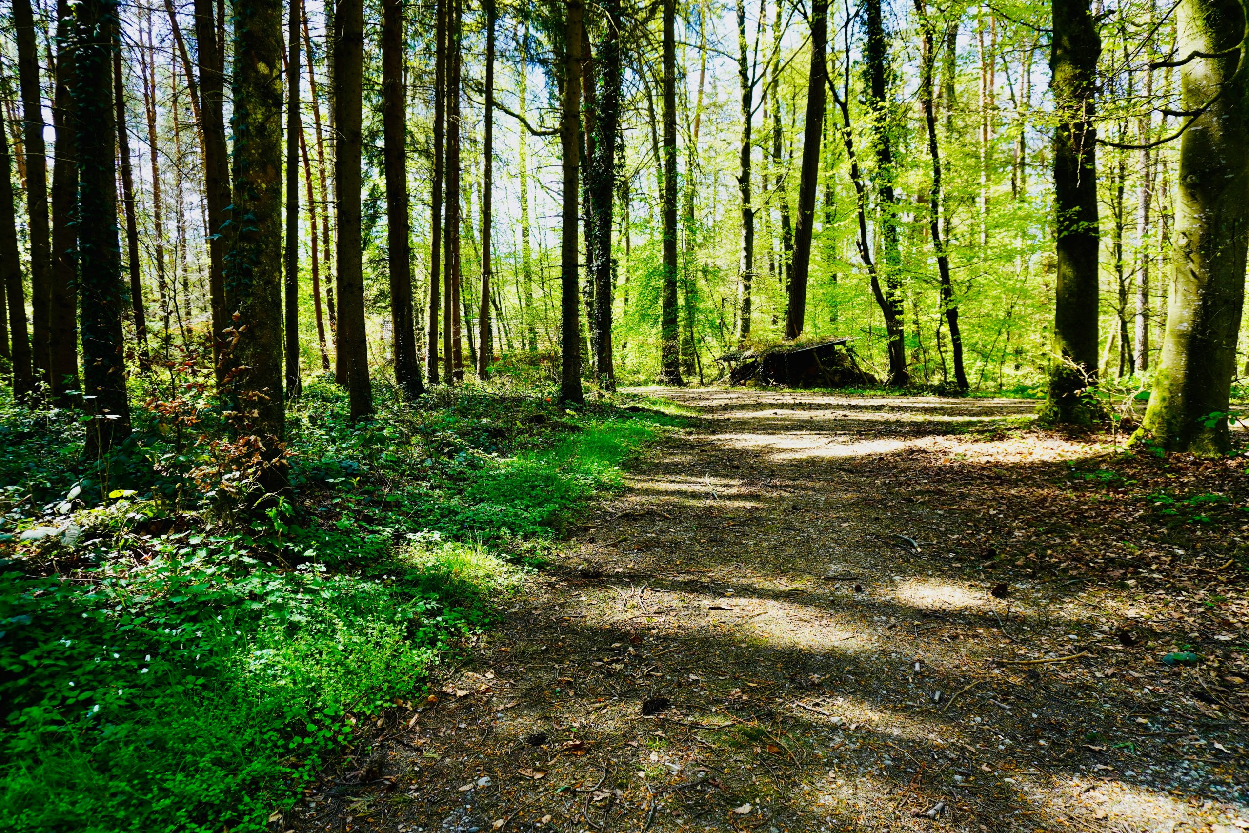 Et si les forêts privées devenaient des forêts sanctuaires ?