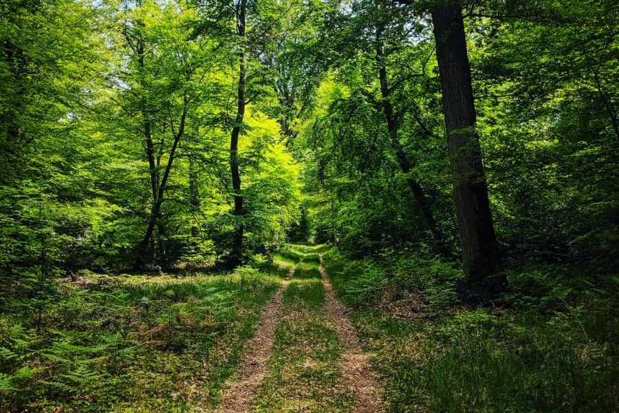Photo de Alana Harrissur Unsplash
